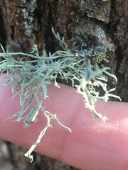 Ramalina leptocarpha