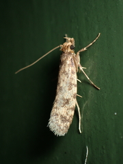 Lindera tessellatella