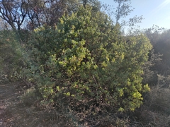 Arctostaphylos viscida viscida