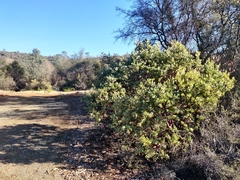 Arctostaphylos viscida viscida