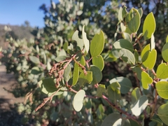 Arctostaphylos viscida viscida