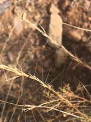 Aristida purpurea