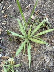 Amsinckia spectabilis