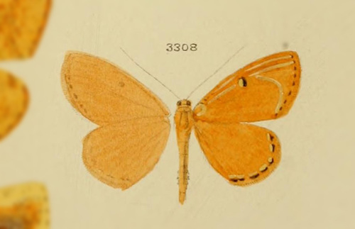 Palyas divitaria