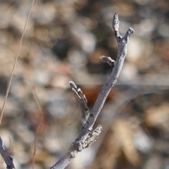 Echinargus isola
