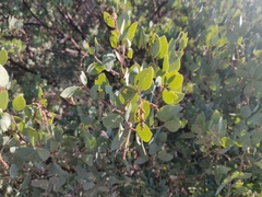 Arctostaphylos viscida viscida