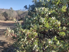 Arctostaphylos viscida viscida