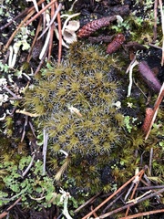 Campylopus introflexus