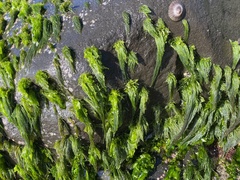 Chaetomorpha antennina