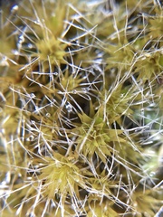 Campylopus introflexus