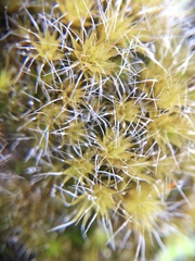 Campylopus introflexus