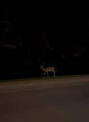 Odocoileus virginianus