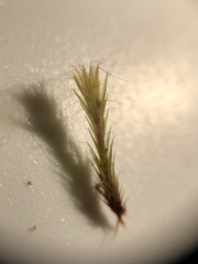 Campylopus introflexus