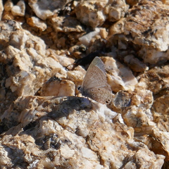 Hemiargus ceraunus