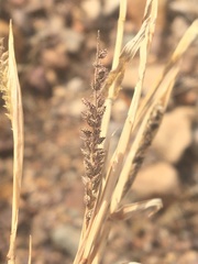 Tragus berteronianus