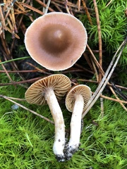 Cortinarius obtusus
