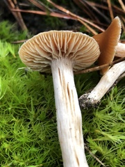 Cortinarius obtusus