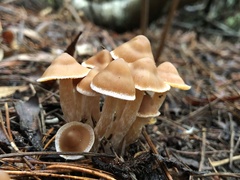 Cortinarius obtusus