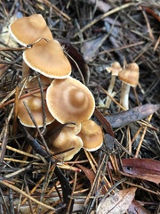 Cortinarius obtusus