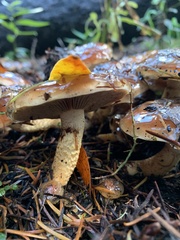 Pholiota velaglutinosa