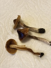 Cortinarius obtusus