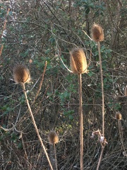 Dipsacus sativus