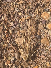 Tragus berteronianus