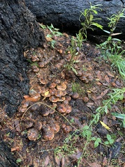 Pholiota velaglutinosa