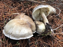 Tricholoma saponaceum