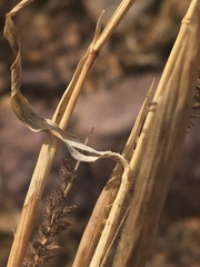 Tragus berteronianus