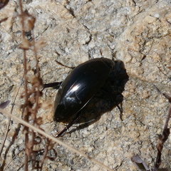 Hydrophilus insularis