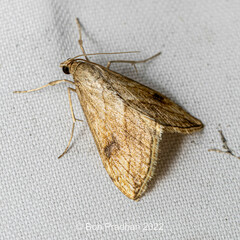 Glaphyriinae