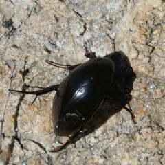 Hydrophilus insularis