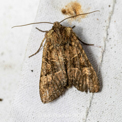 Noctuinae