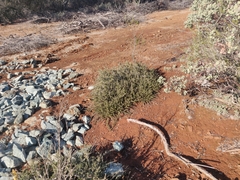 Ceanothus roderickii