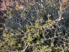 Ceanothus roderickii