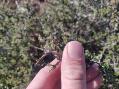 Ceanothus roderickii