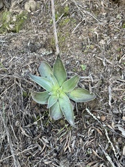Dudleya lanceolata