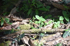 Ameiva atrigularis