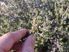 Ceanothus roderickii