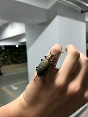 Carabus elysii