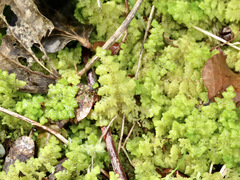 Trichocolea mollissima