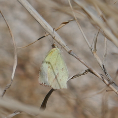 Abaeis mexicana
