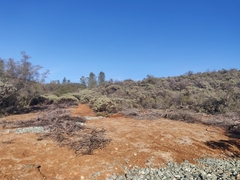 Ceanothus roderickii