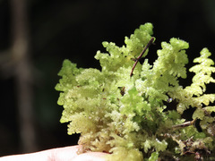 Trichocolea mollissima