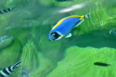 Acanthurus leucosternon