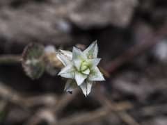 Gomphrena celosioides