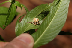 Zygometis xanthogaster