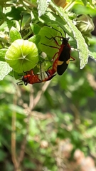 Dysdercus albofasciatus