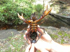 Euastacus hystricosus